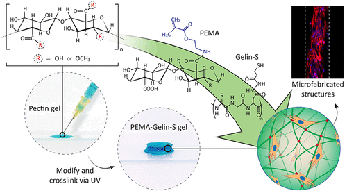 Pectin Methacrylate (PEMA) and Gelatin-Based Hydrogels for Cell Delivery- Converting Waste Materials into Biomaterials